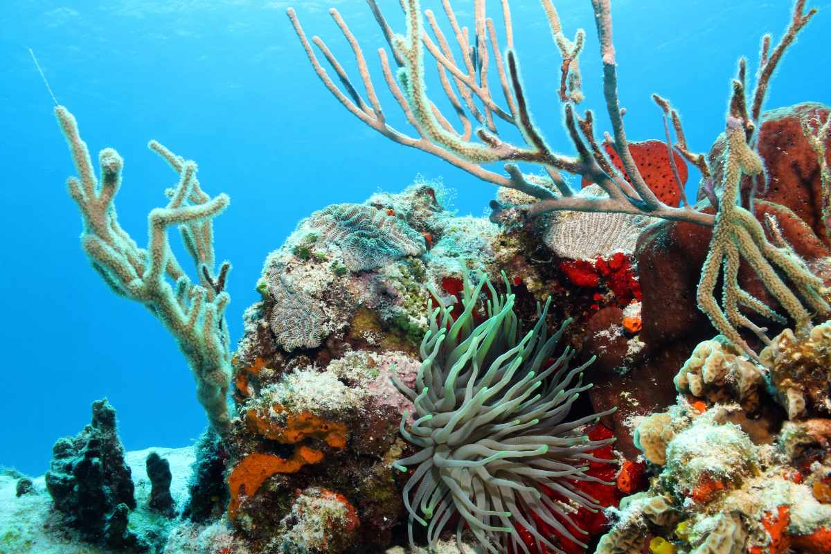 Guía ¿Qué hacer en el puerto de cruceros de Cozumel?