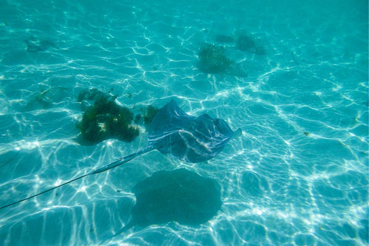 Guía ¿Qué hacer en el puerto de cruceros de Cozumel?