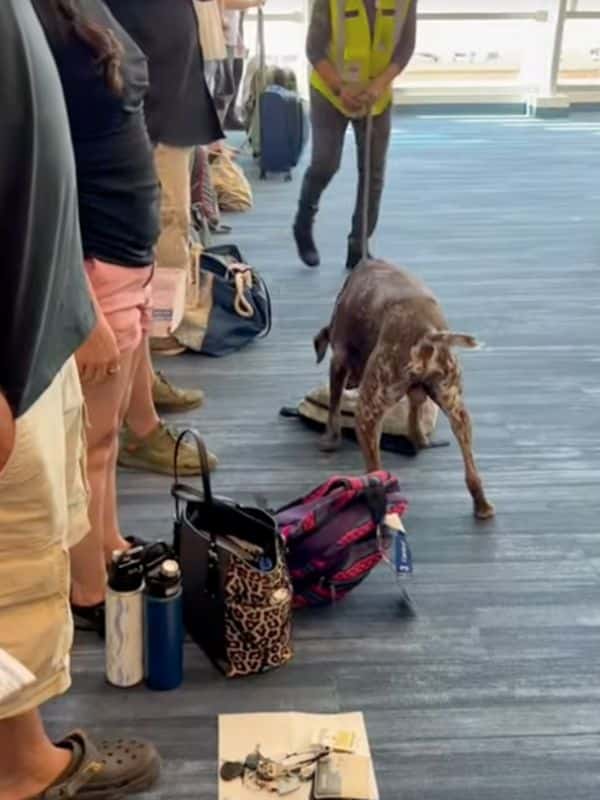 Perros drogadictos en puertos y barcos de cruceros: lo que necesita saber