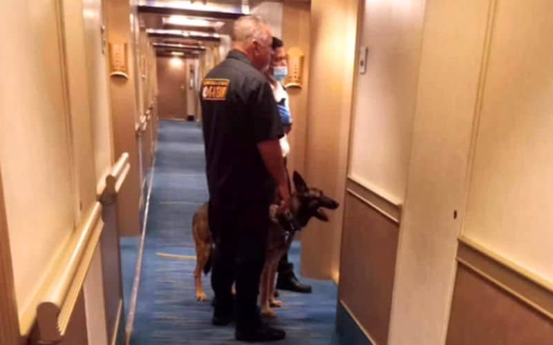 Perros drogadictos en puertos y barcos de cruceros: lo que necesita saber