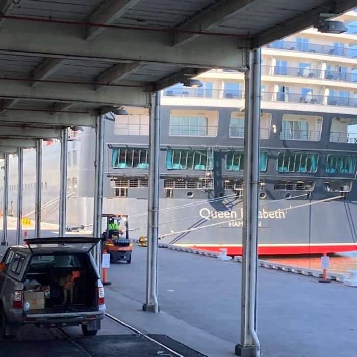 Perros drogadictos en puertos y barcos de cruceros: lo que necesita saber