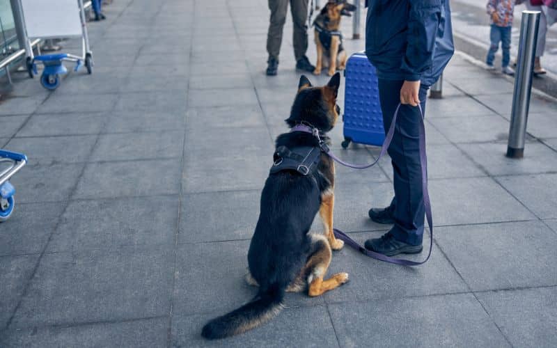 Perros drogadictos en puertos y barcos de cruceros: lo que necesita saber