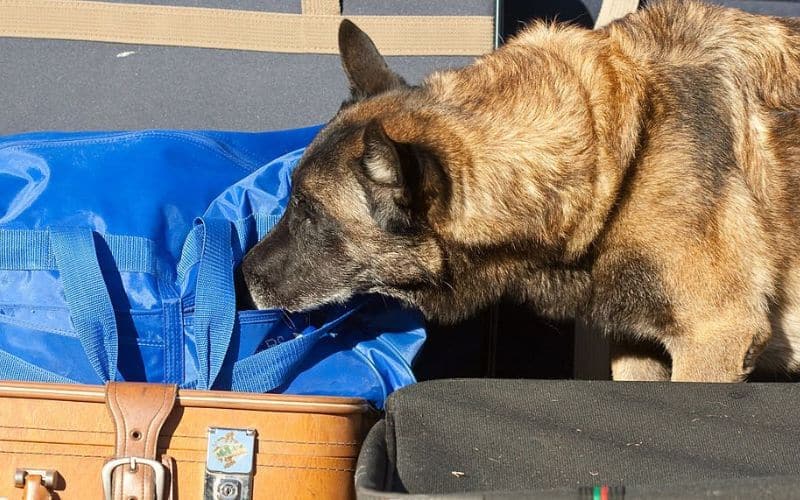 Perros drogadictos en puertos y barcos de cruceros: lo que necesita saber