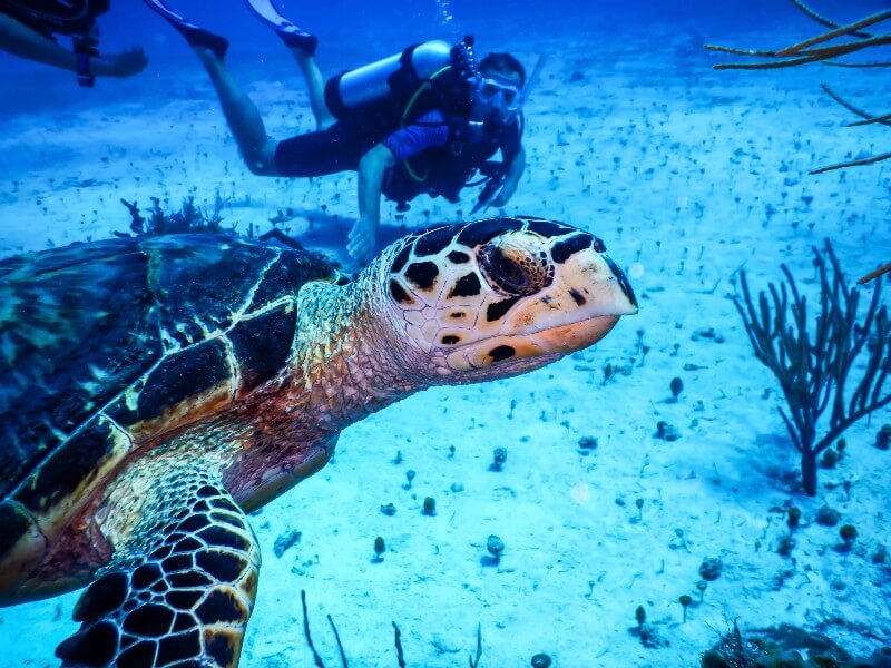 26 secretos que debes saber antes de visitar Ocean Cay
