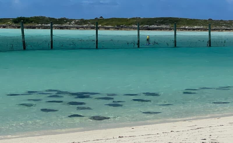 Castaway Cay: 34 secretos sobre la isla privada de Disney