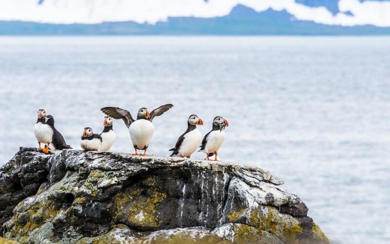 Cómo viajar en crucero a Islandia