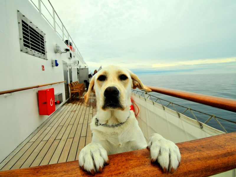 5 formas de llevar a tu perro a un crucero 5 formas de llevar a tu perro a un crucero