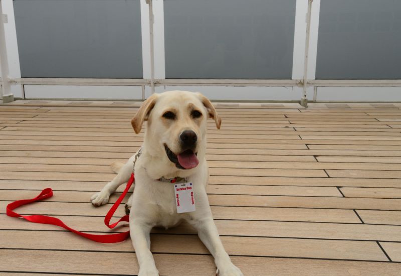 5 formas de llevar a tu perro a un crucero 5 formas de llevar a tu perro a un crucero