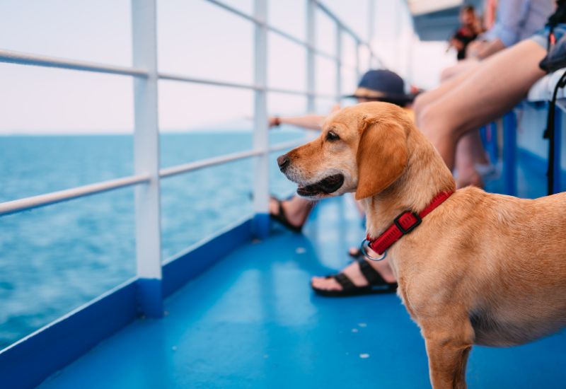 5 formas de llevar a tu perro a un crucero 5 formas de llevar a tu perro a un crucero