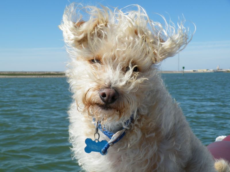 5 formas de llevar a tu perro a un crucero 5 formas de llevar a tu perro a un crucero