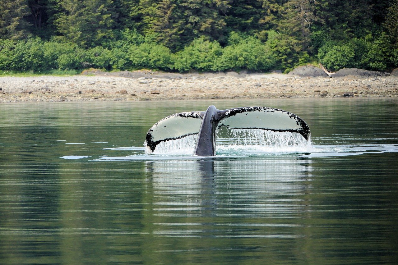 ¿Cuáles son los mejores puertos de cruceros en Alaska?
