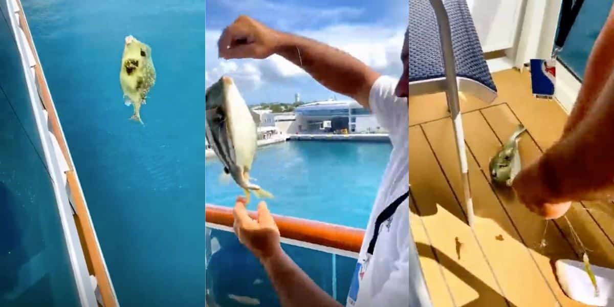 Captan a un hombre pescando desde el balcón de un crucero