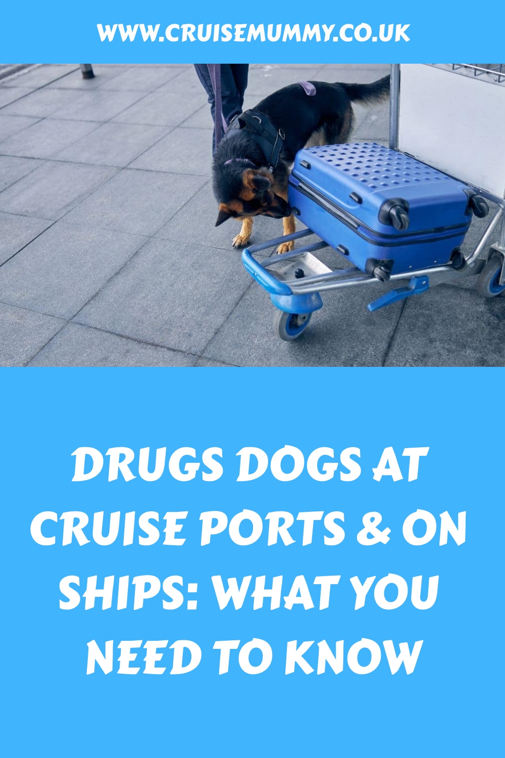 Perros drogadictos en puertos y barcos de cruceros: lo que necesita saber