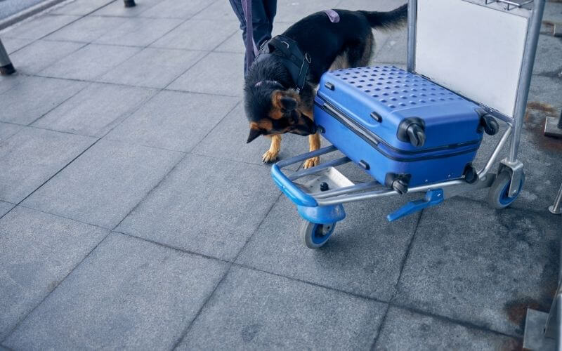 ¿Los cruceros realizan controles de drogas?